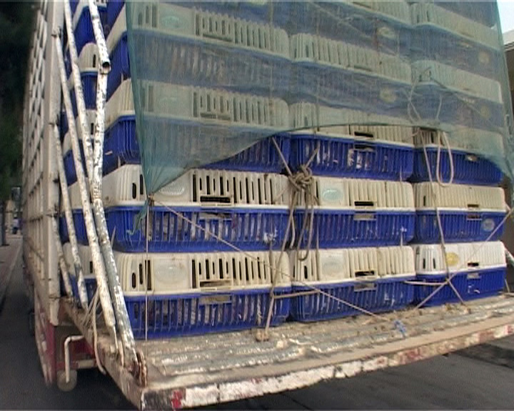 Chickens in a transport truck to a factory farm.