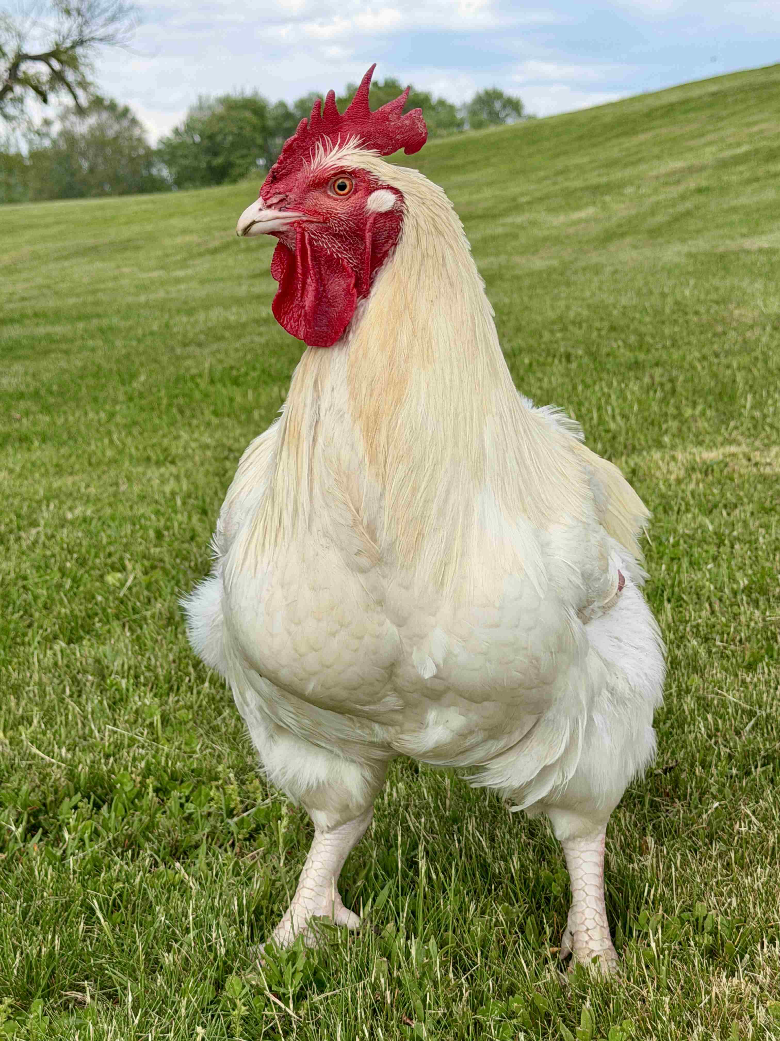 Dennis the chicken at Tamerlaine Sanctuary & Preserve