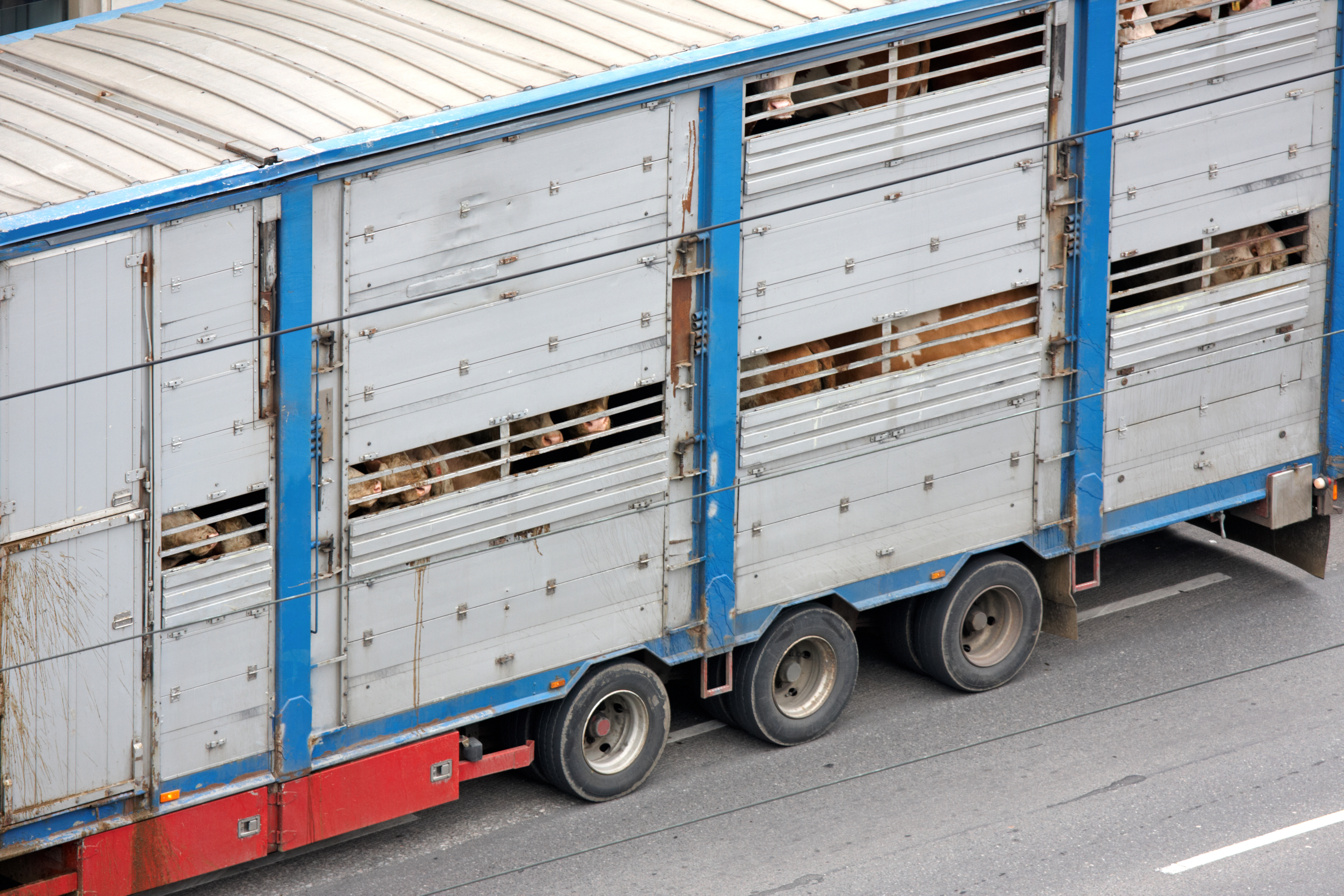 Cows on a transport truck to a factory farm.