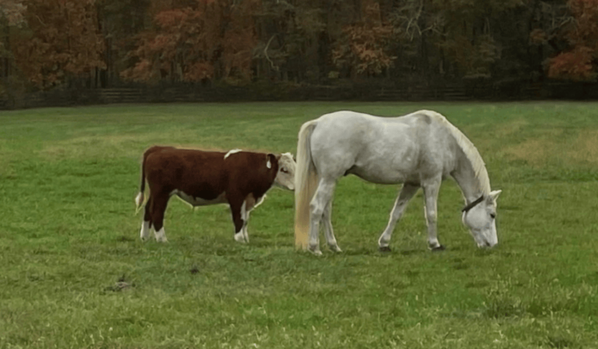 Harold the cow with a horse.