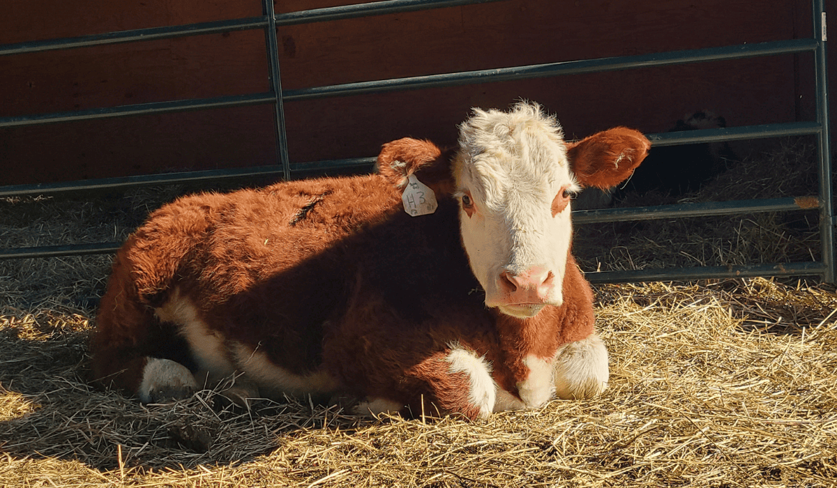 Harold the cow at Tamerlaine Sanctuary & Preserve.