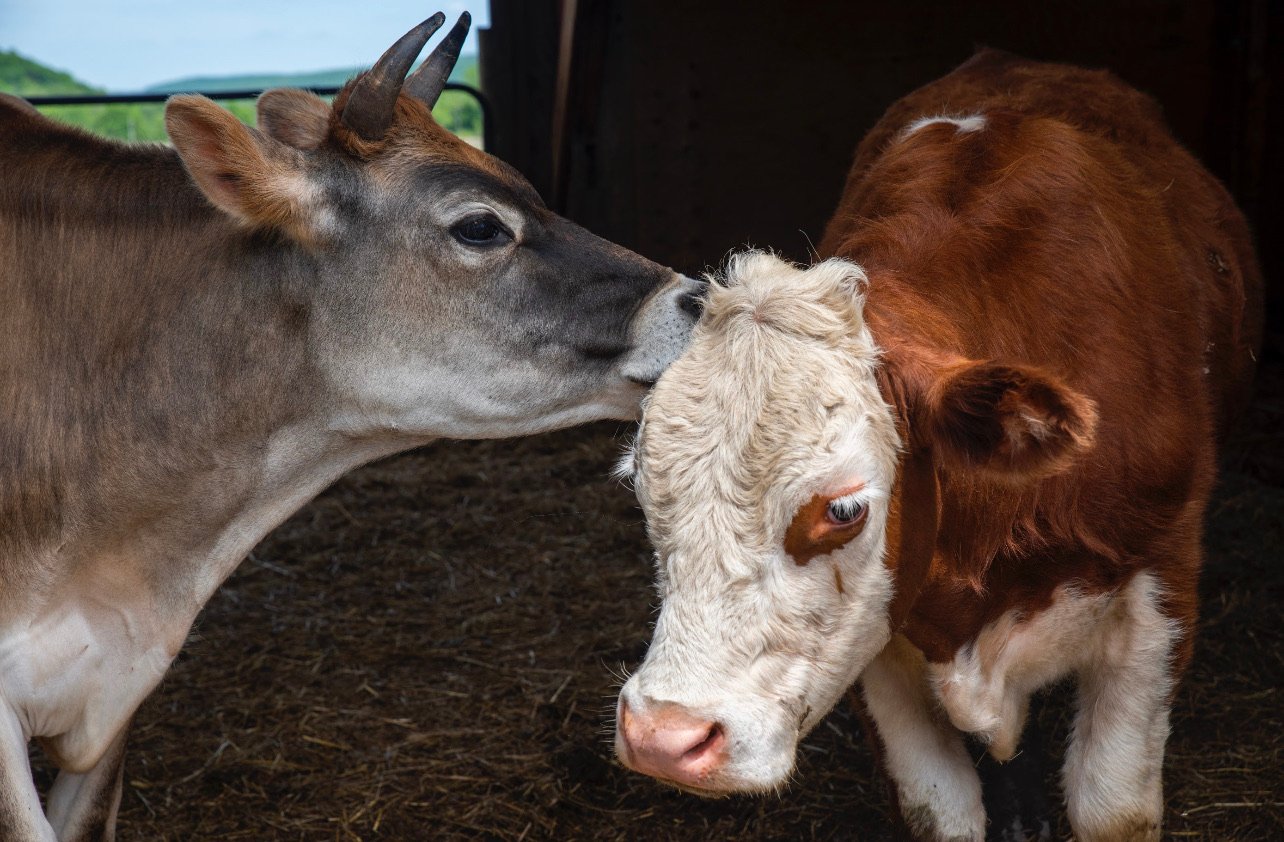 Harold the cow with Dexter the cow at Tamerlaine Sanctuary & Preserve.