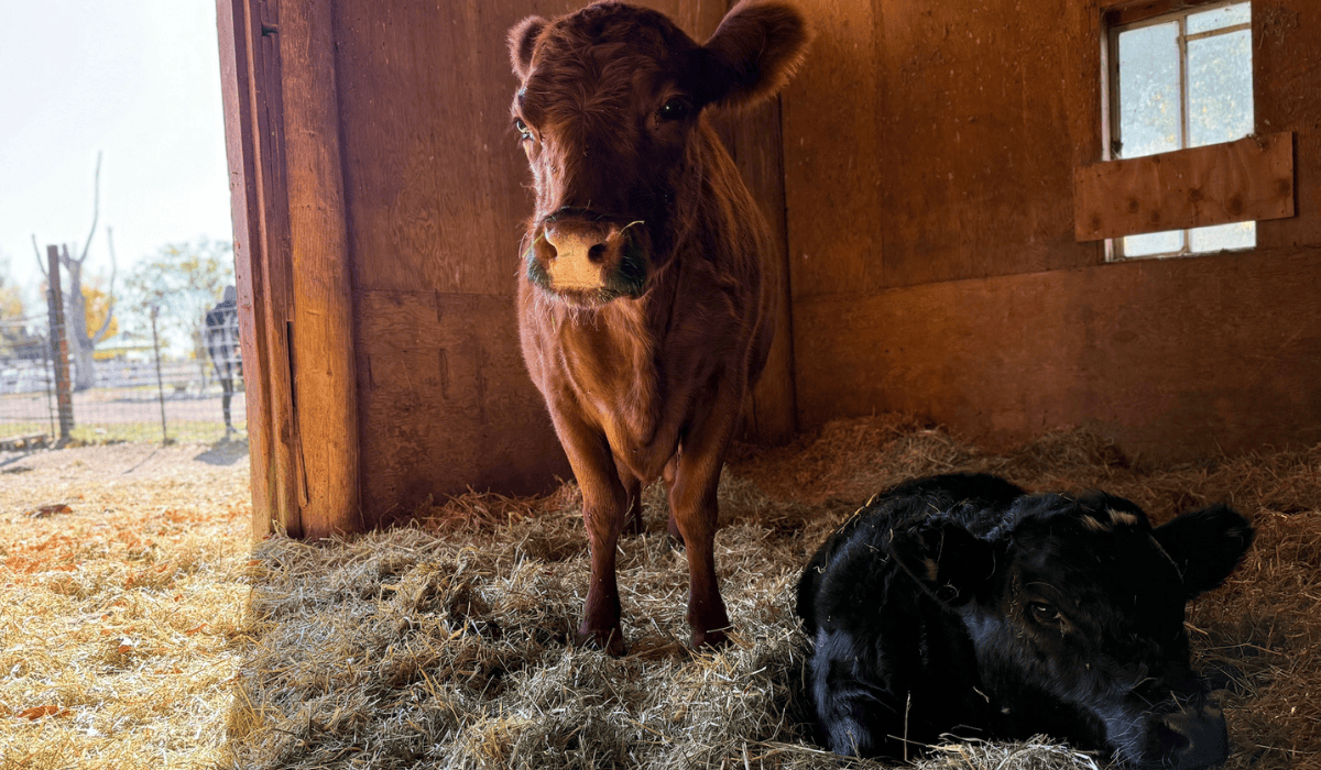 Miraa the cow and her baby Krishna at Luvin Arms sanctuary in Colorado.