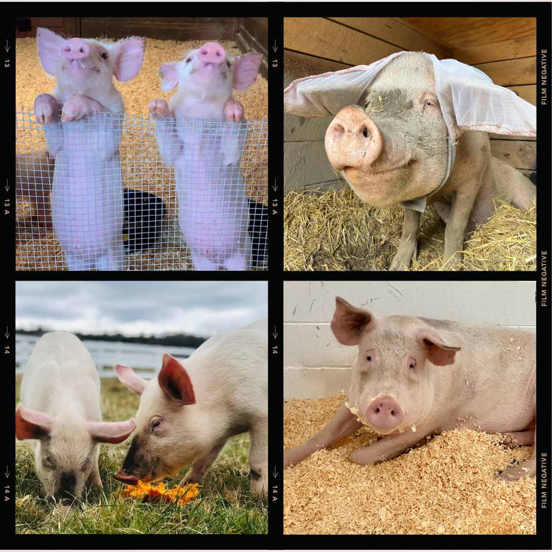 Albee the pig and his brother at Tamerlaine Sanctuary & Preserve.