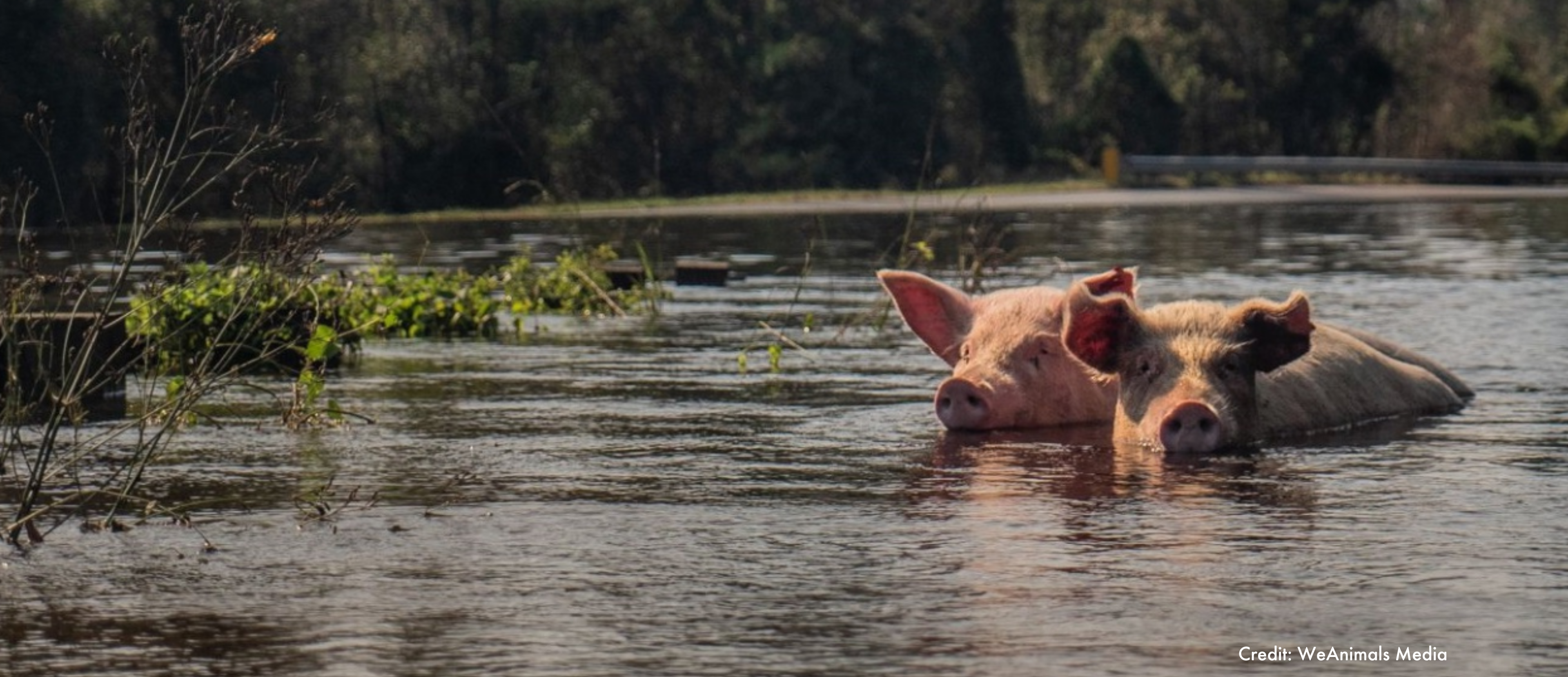 Two pigs trying to escape flooding during a hurricane.