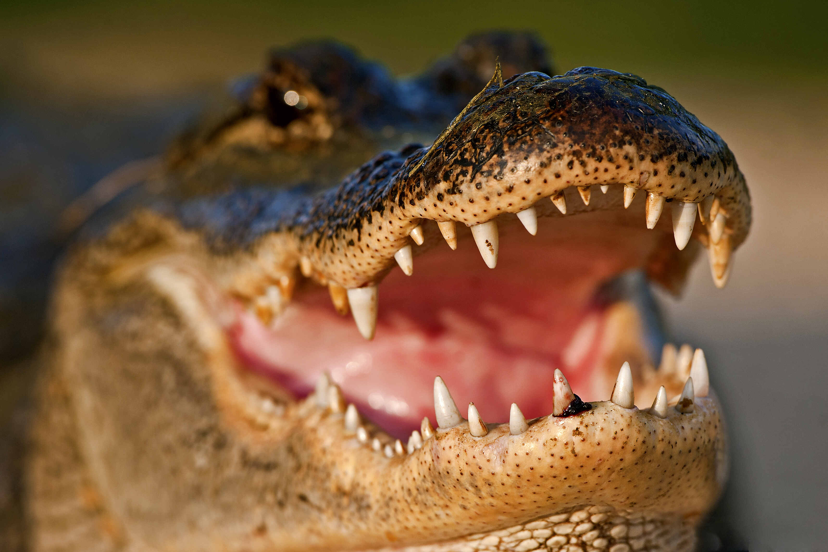 American Alligator Facts American Alligator Facts