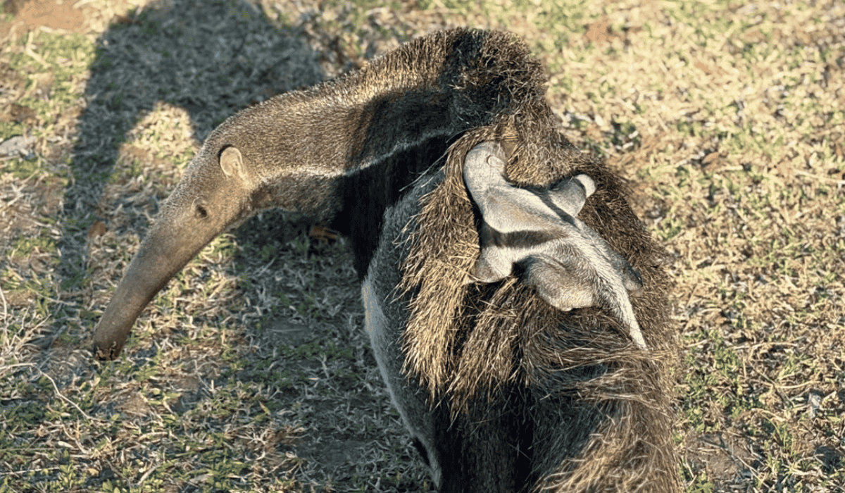 Cecilia the anteater with her baby.