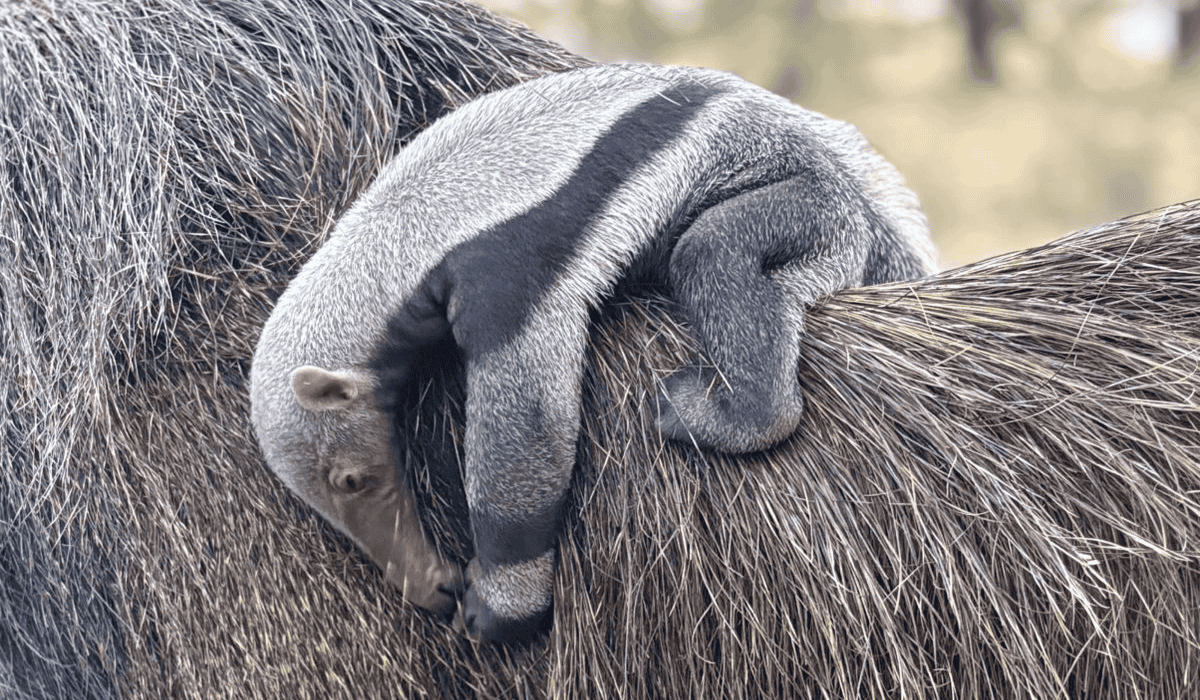 Cecilia the anteater with her baby.