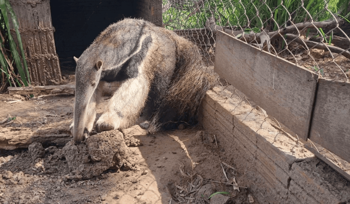 Manduvi the anteater.