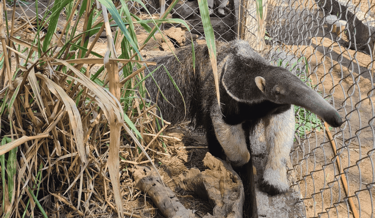 Manduvi the anteater.