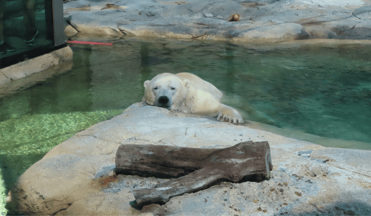 A polar bear in captivity at SeaWorld.
