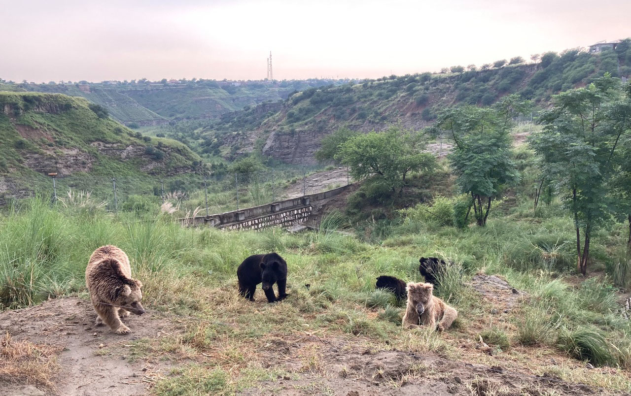 Bears at the Balkasar bear sanctuary in Pakistan.