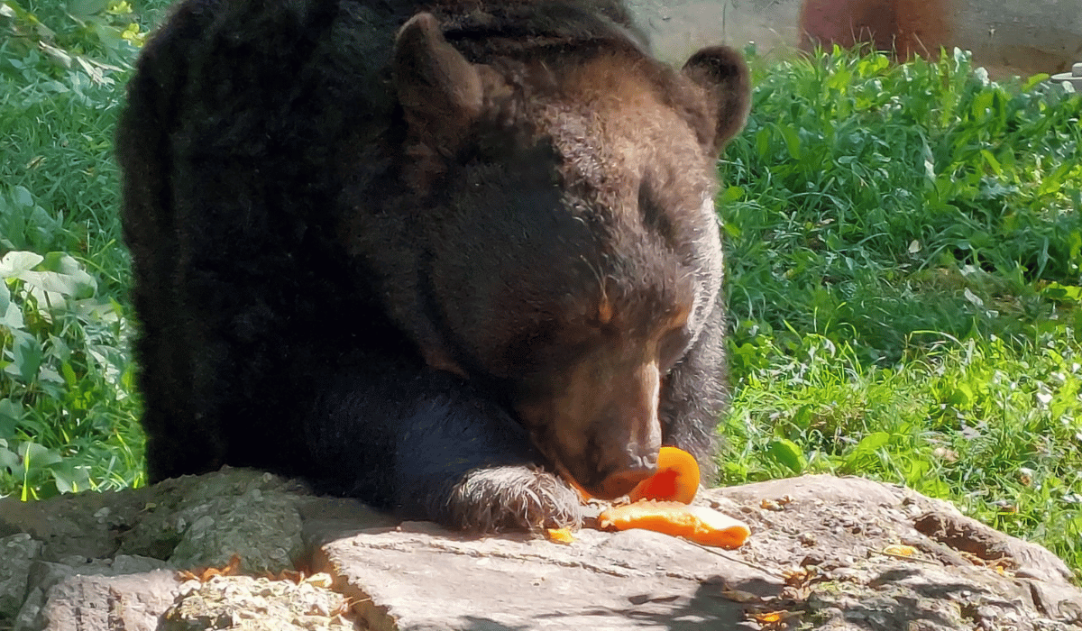 Ben, a bear at Black Pine Animal Sanctuary.