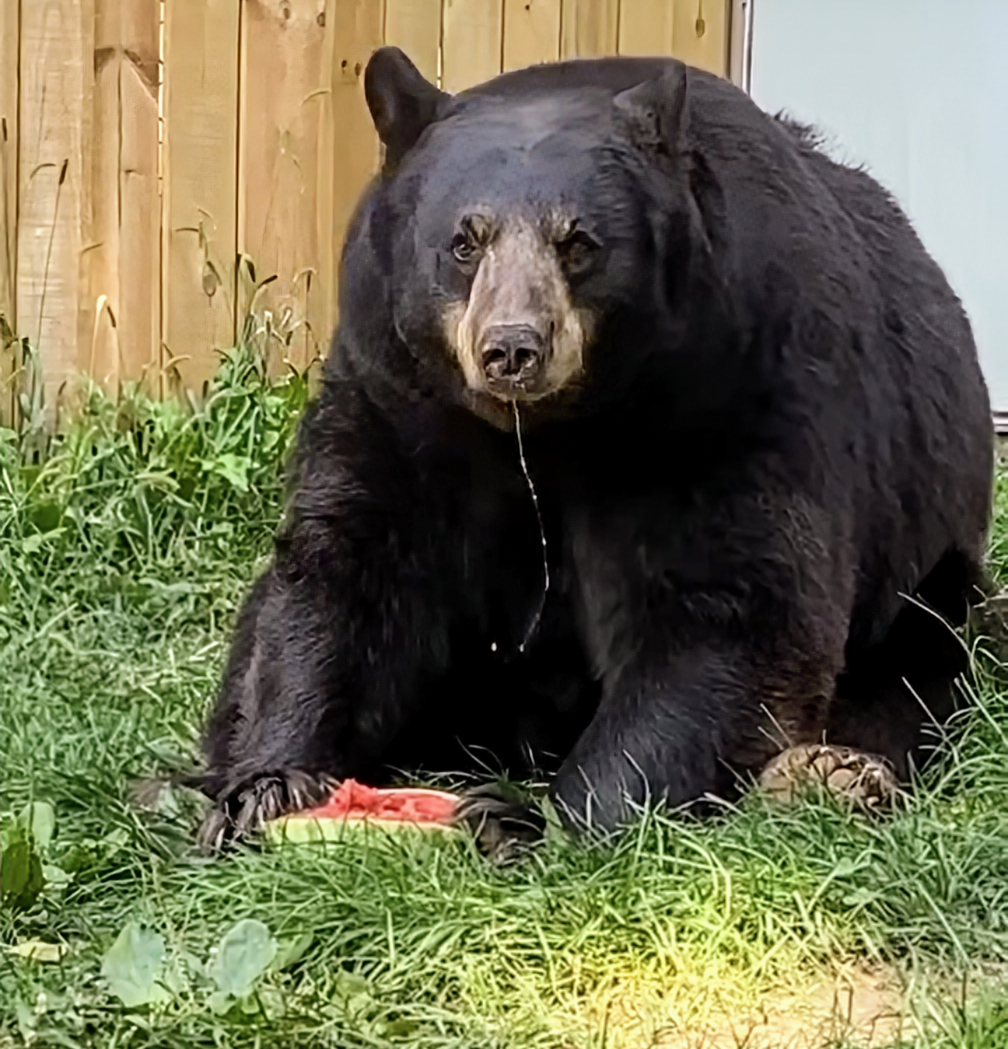 Cinny, a bear at Black Pine Animal Sanctuary.