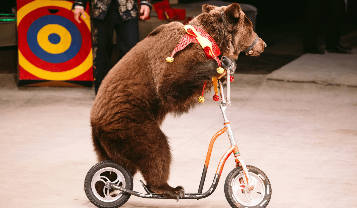 A bear riding a scooter in a circus.