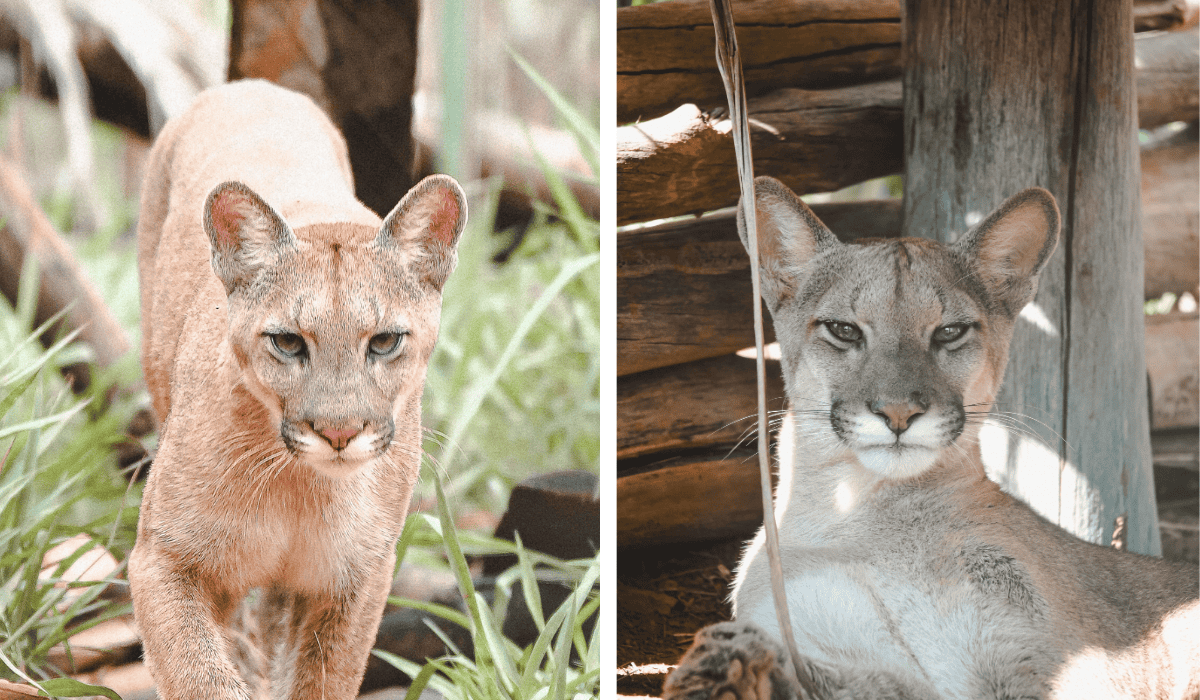 Pumas Alfa (left) and Beta (right).