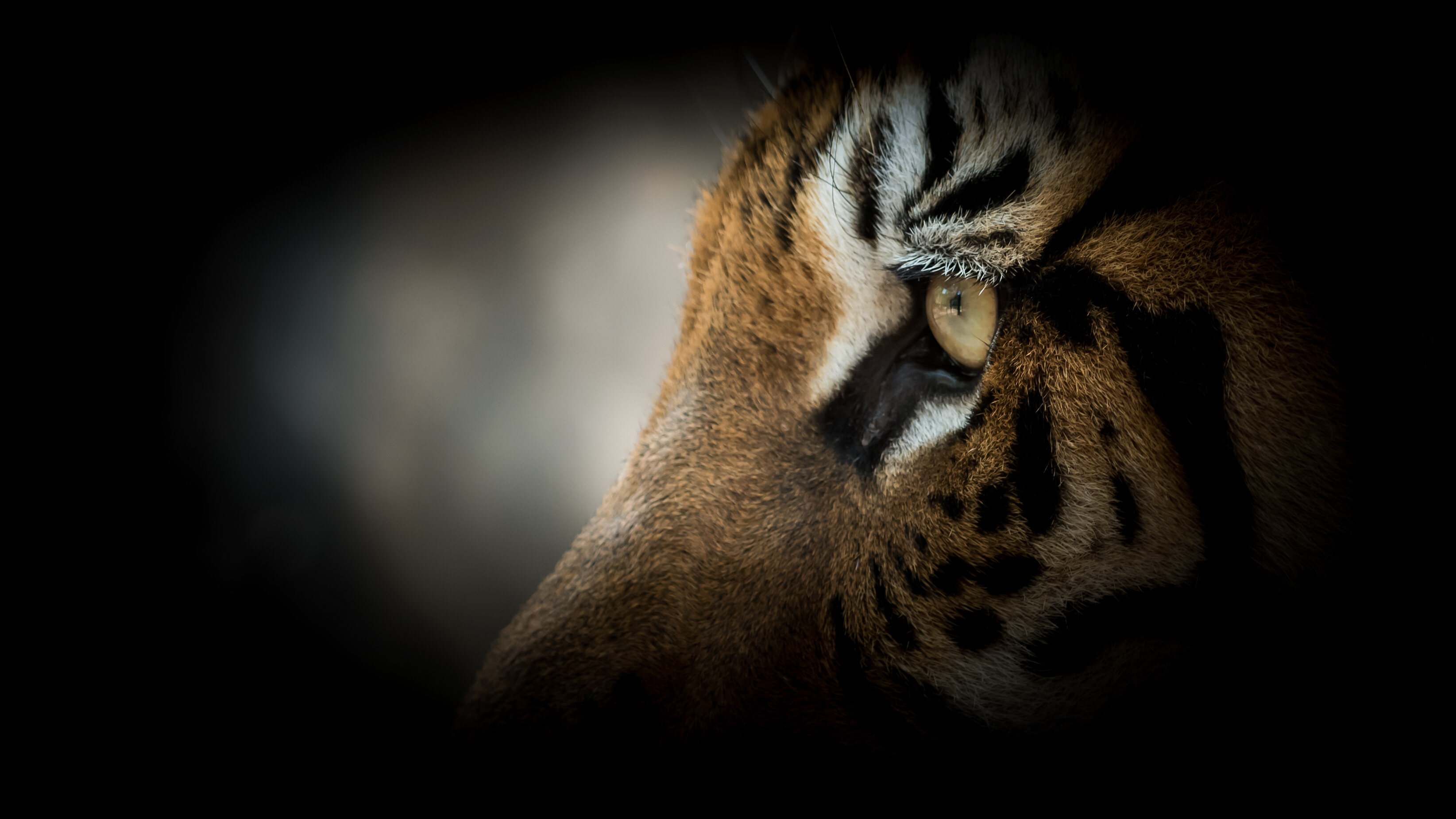 Tiger Goes Permanently Blind Due to Tourist Camera Flashes