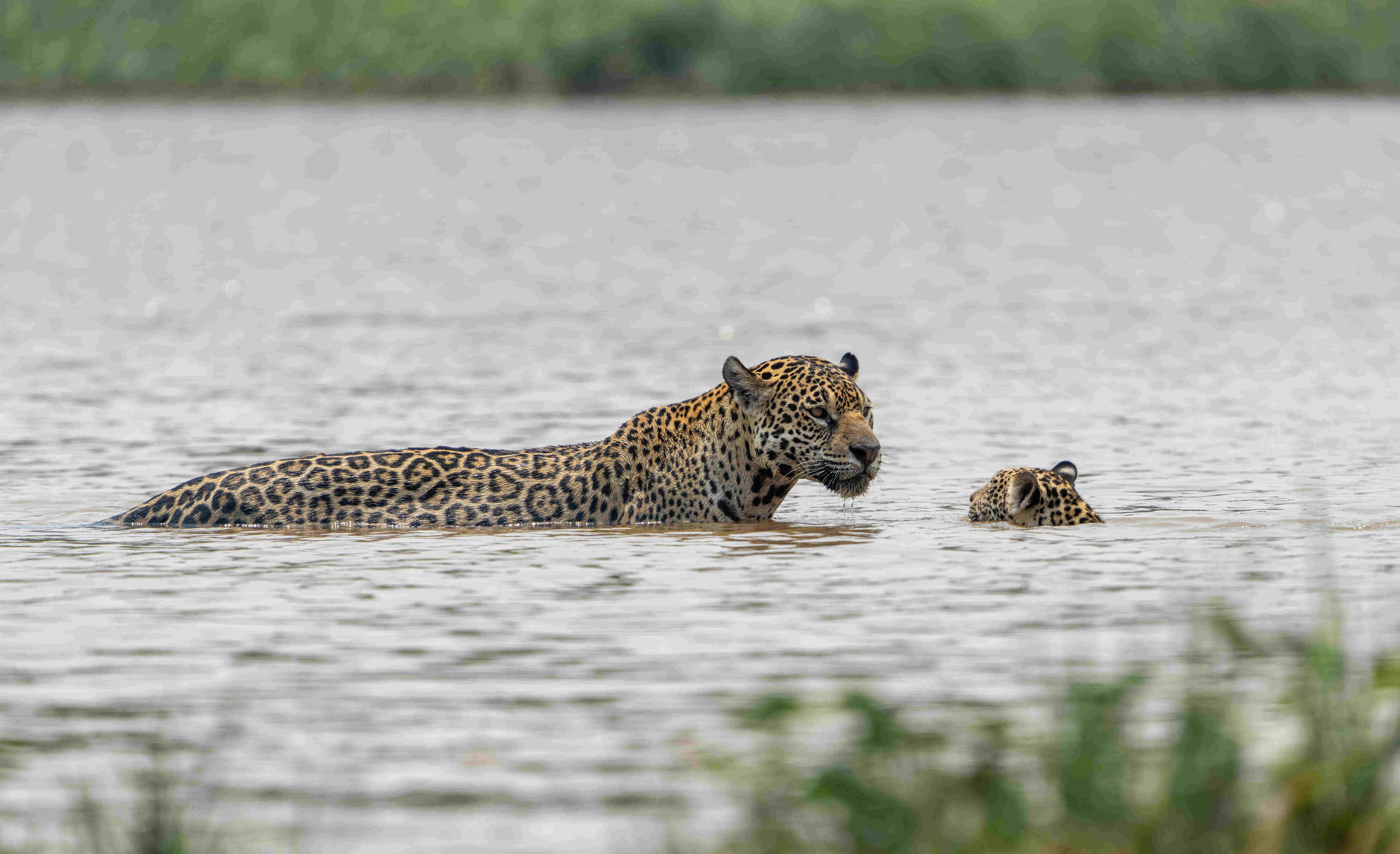 Two jaguars swimming in a body of water.