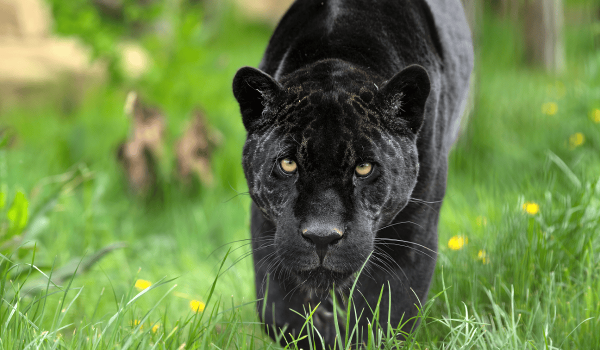 A black jaguar roaming in grasses in the wild.