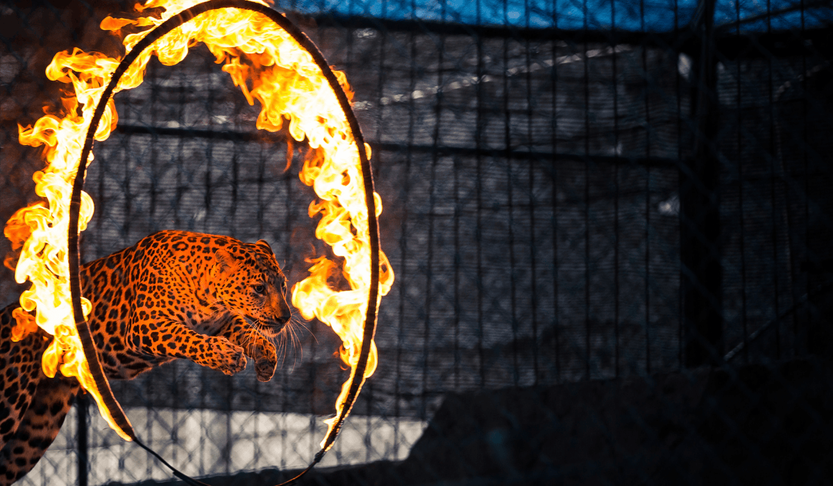 A leopard jumping through a ring of fire in a circus.