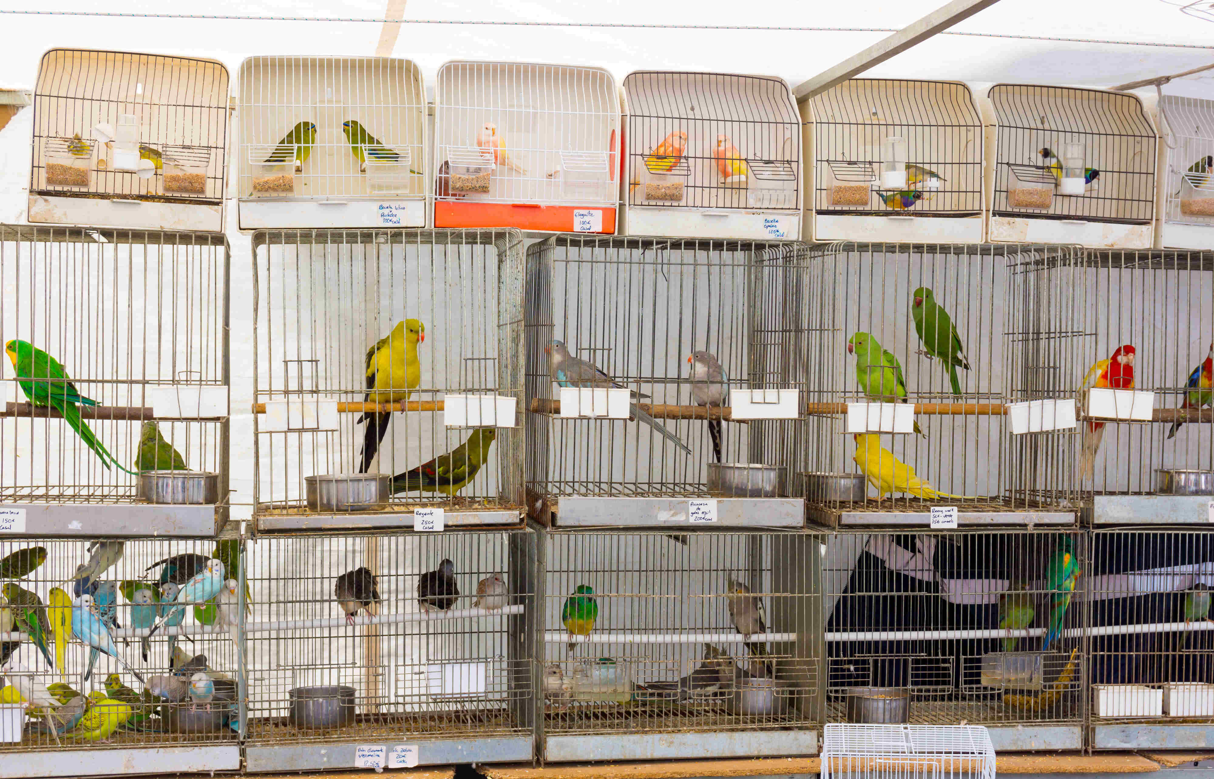 Birds in a cage in a pet shop.