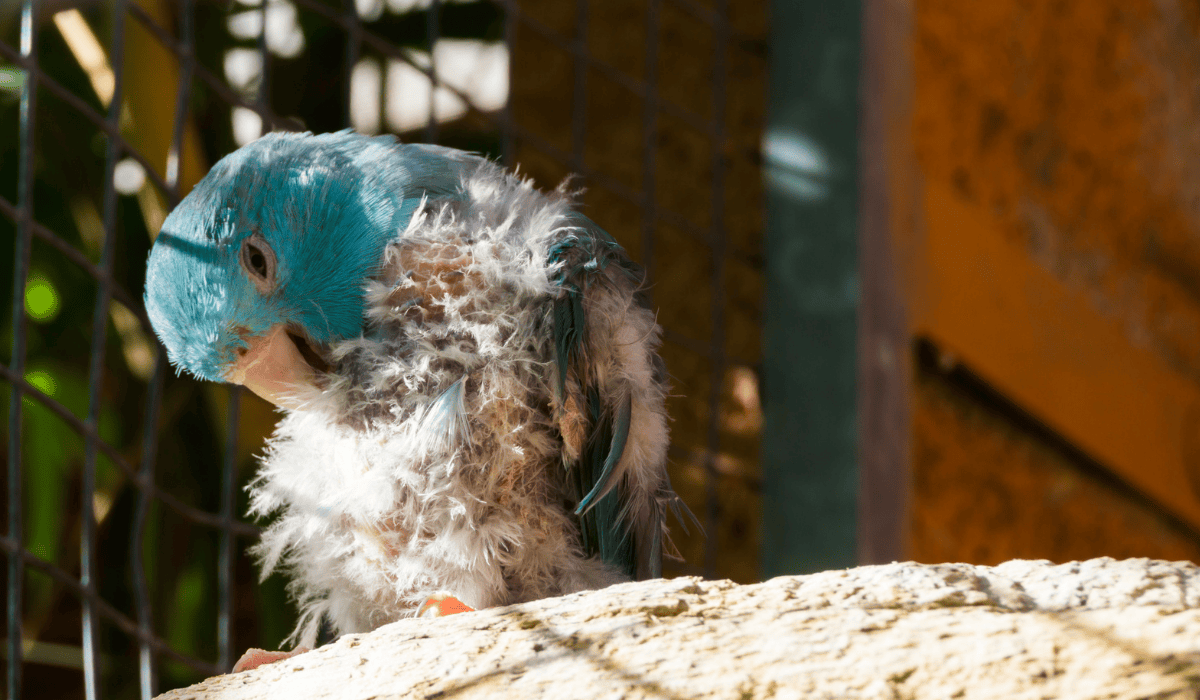 A parrot in a cage, plucking their feathers.