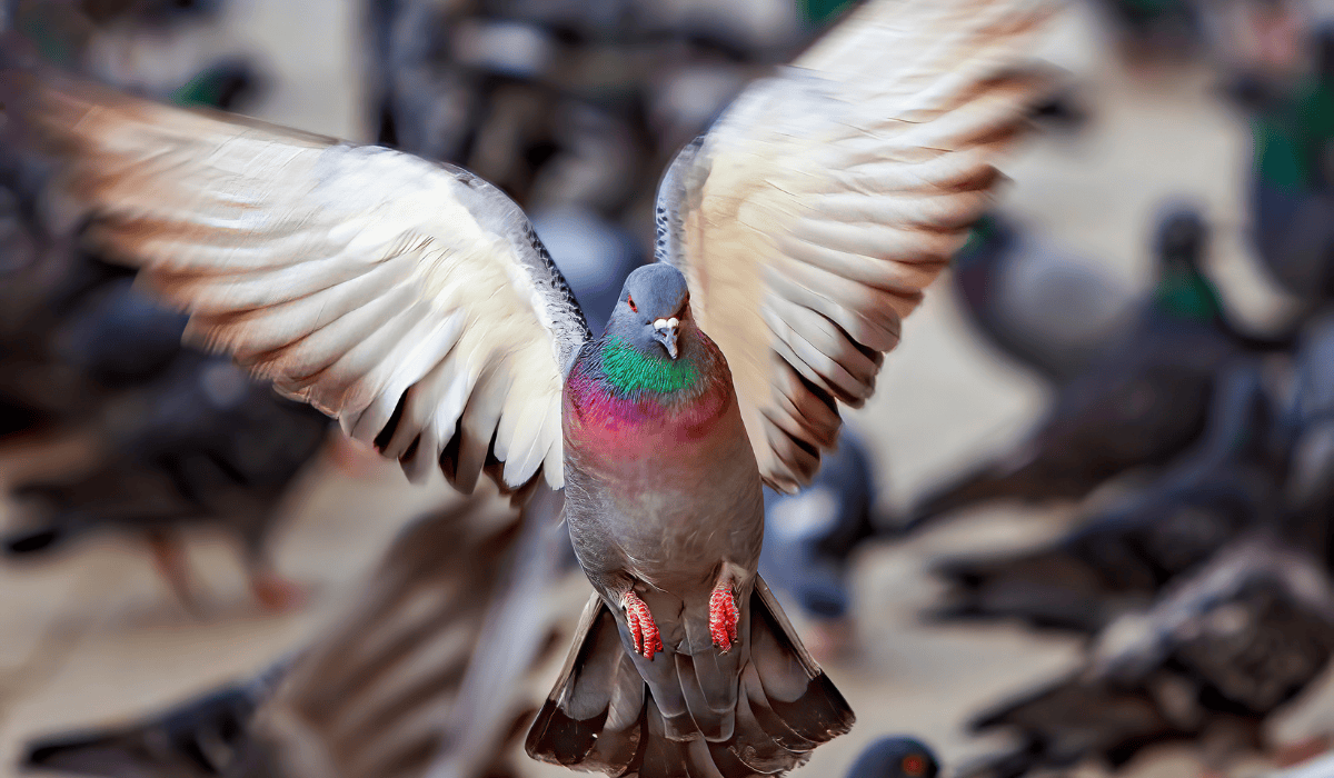 A pigeon in flight.