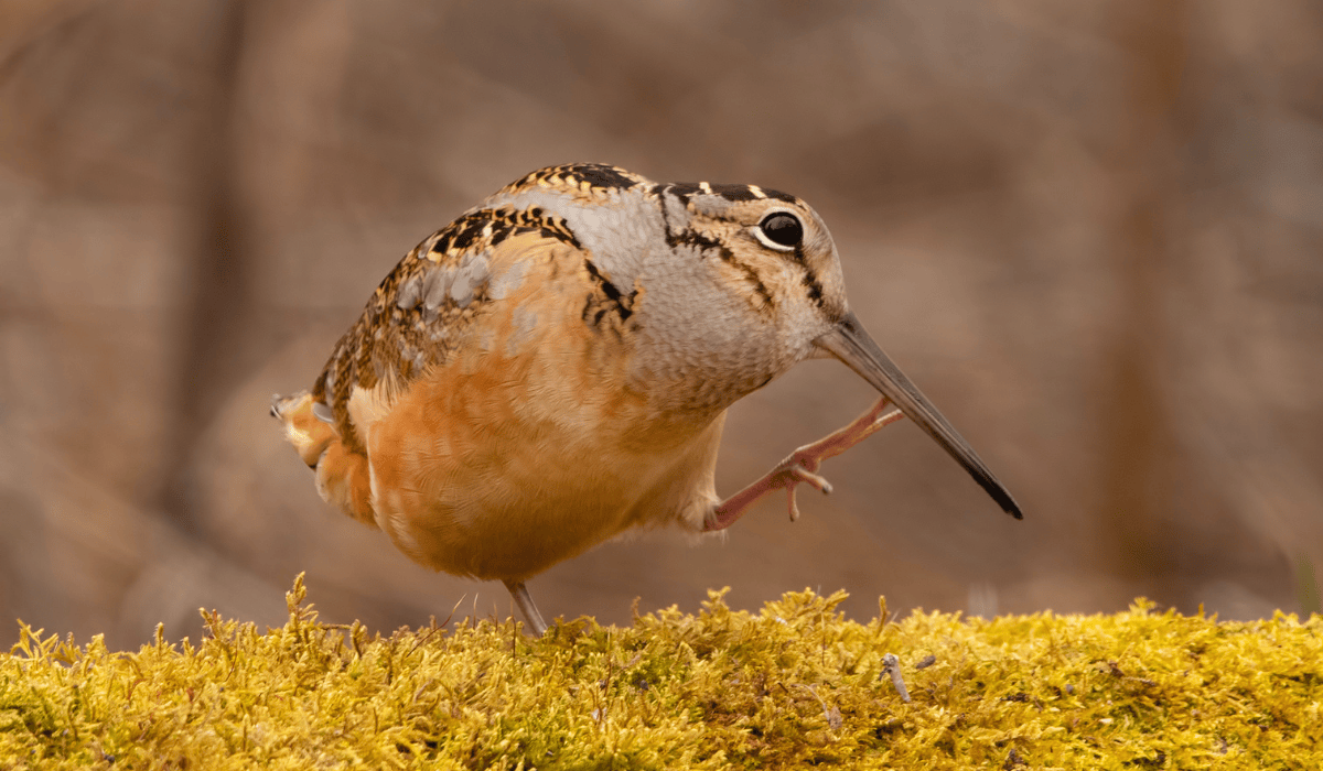 The American woodcock in a forest.