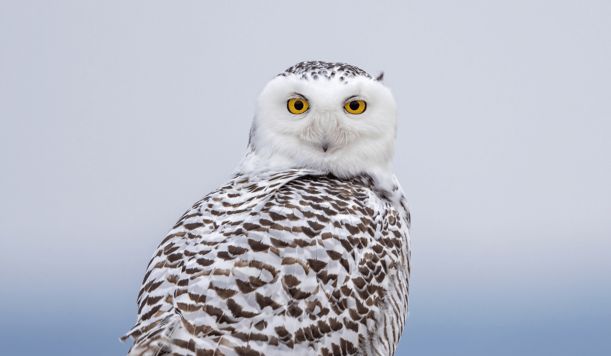 A snowy owl outside looking at the camera.