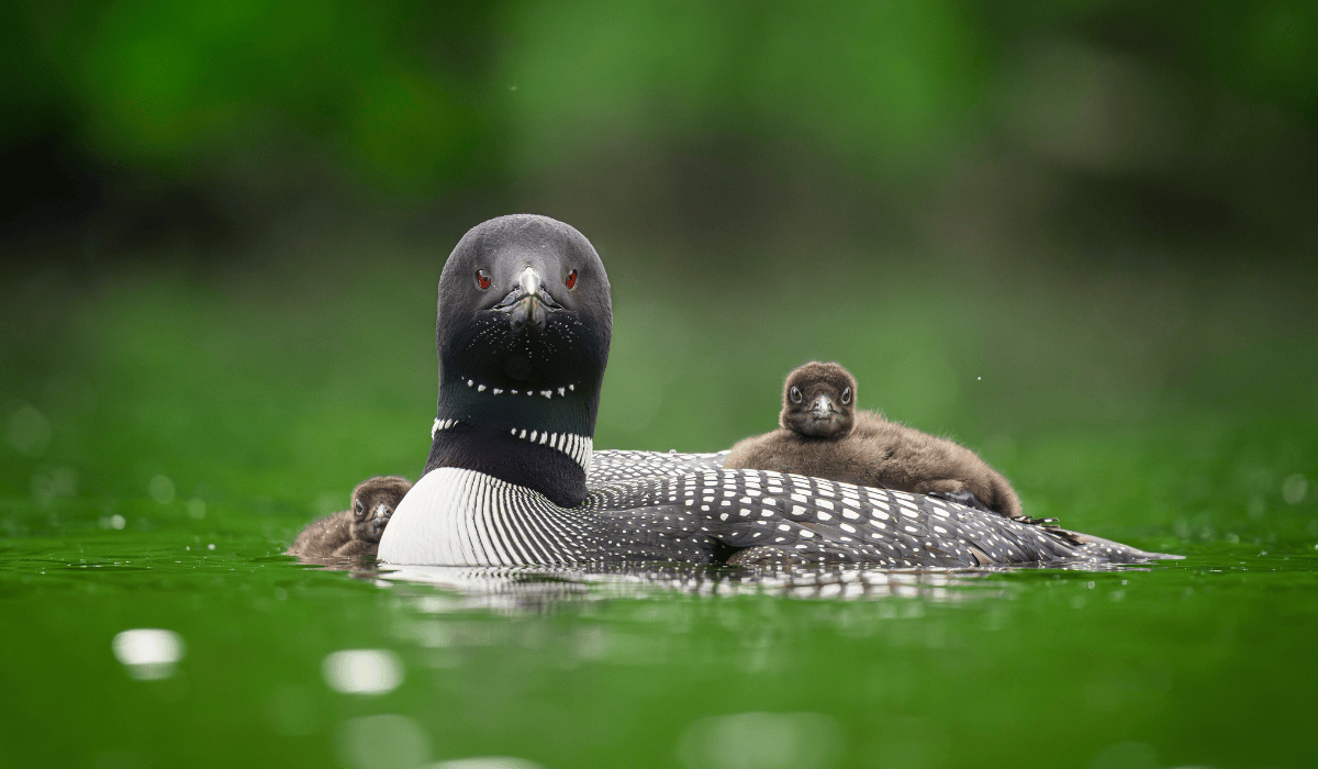 A baby loon chick riding on the back of their mother on the surface of a body of water.