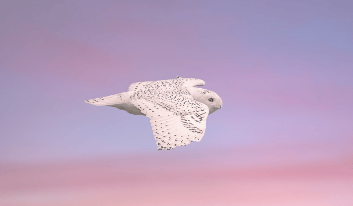 A snowy owl in the midst of migration.