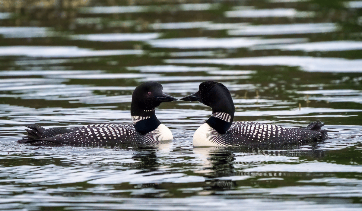 Two loons touching beaks together while floating on the surface of a body of water.