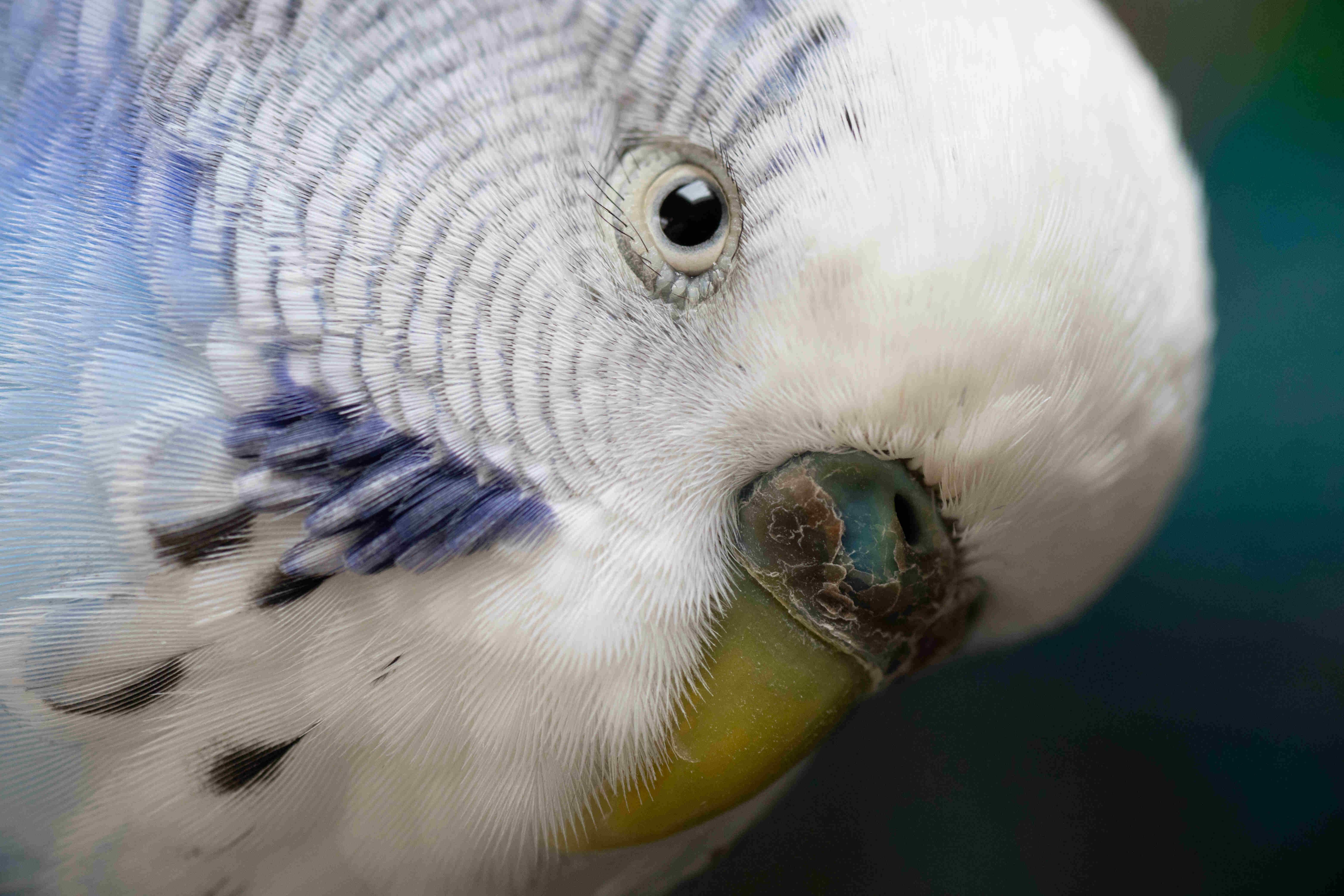 A close up of a parakeet.
