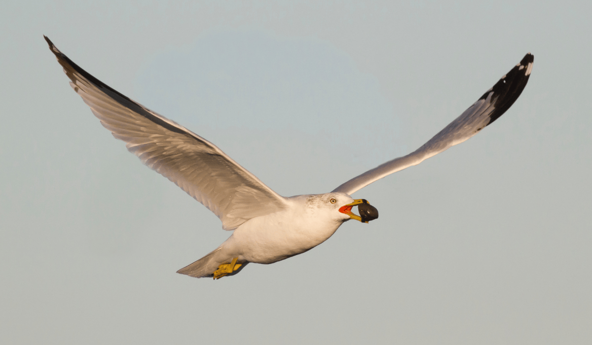 A herring gull flying in the air with a piece of food in their beak.