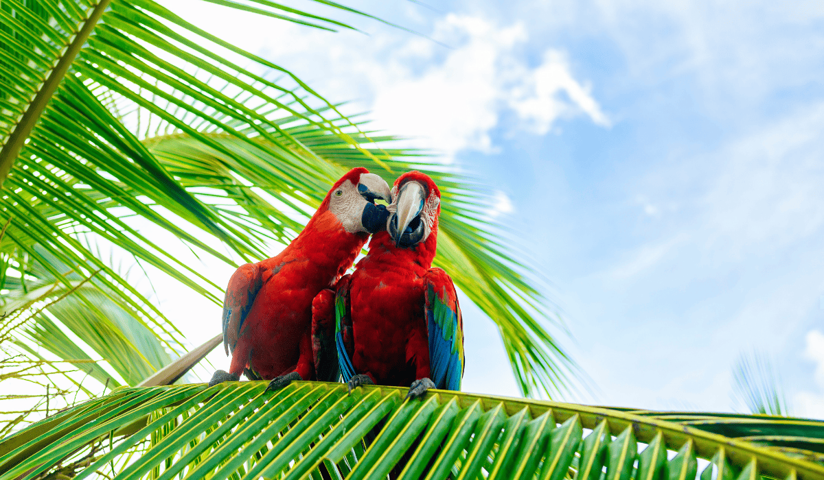 Two scarlet macaws nuzzling each other on a palm frond in Costa Rica.