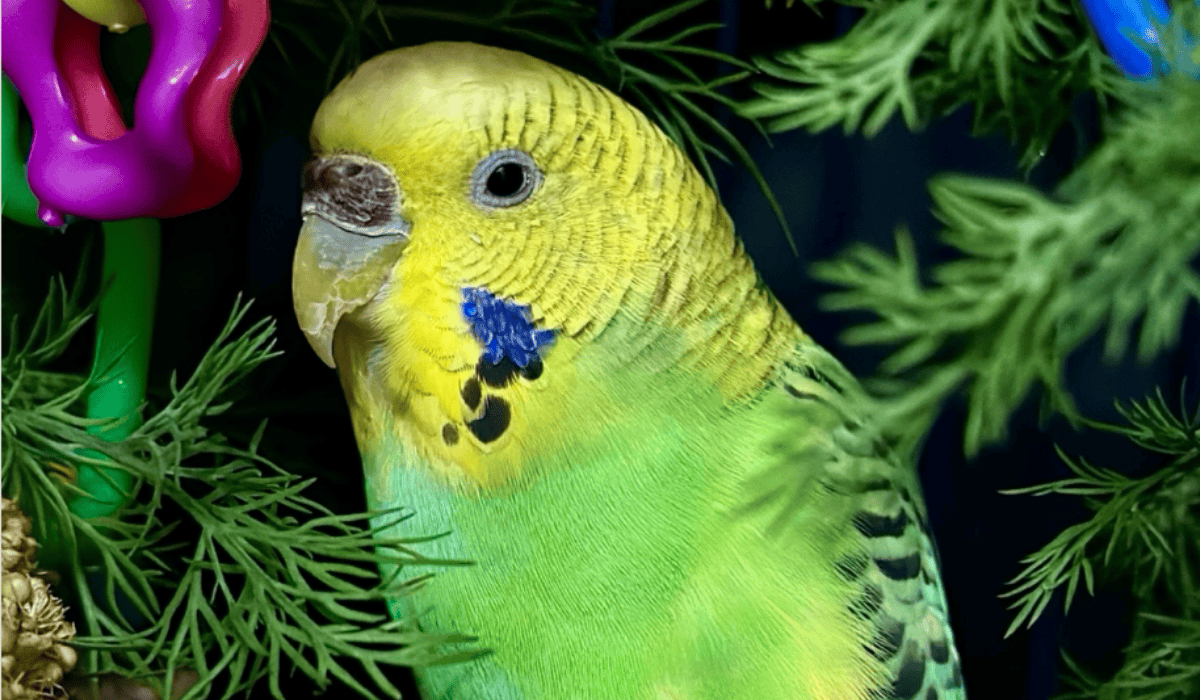 Mei Mei the parakeet.