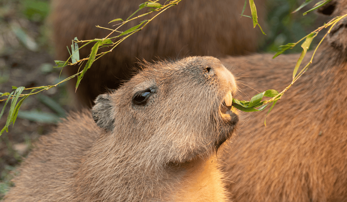 A capybara eating grasses.