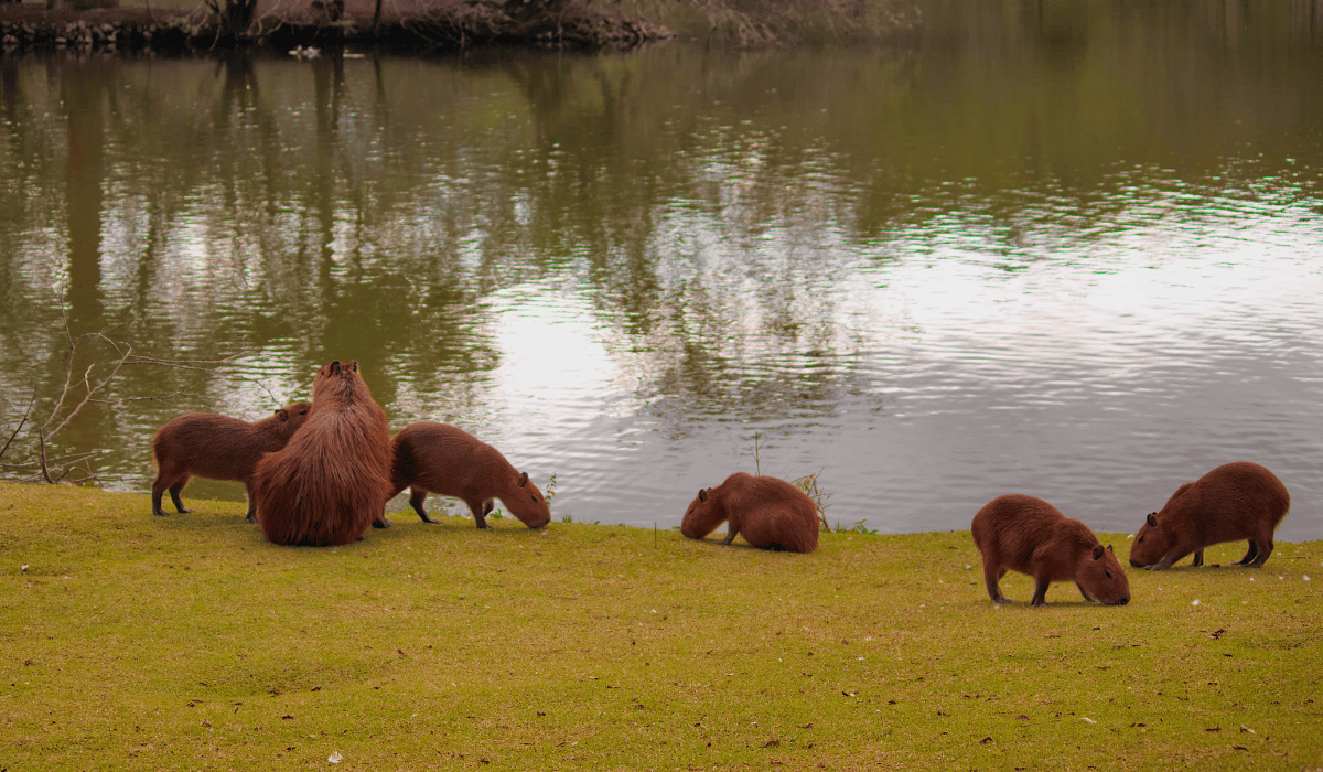 A group of capybaras grazing by a body of water.