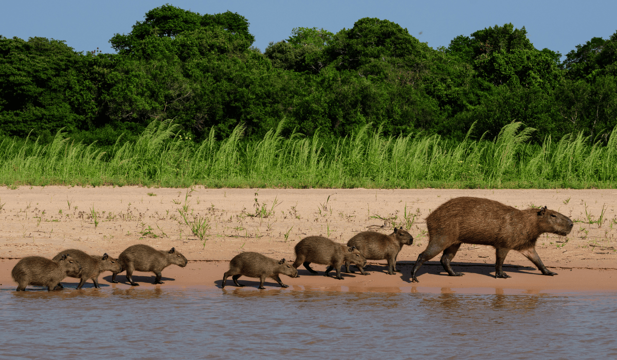 A group of capybaras walking by the water.