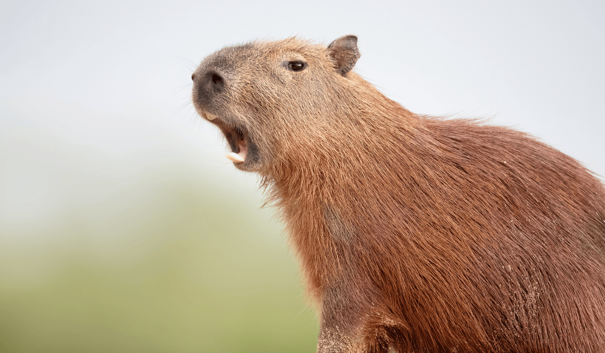A capybara vocalizing with their mouth open.