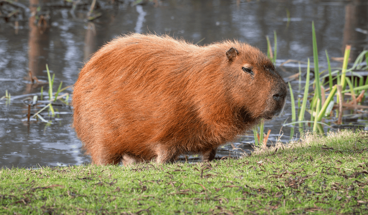 A large capybara in the grass.