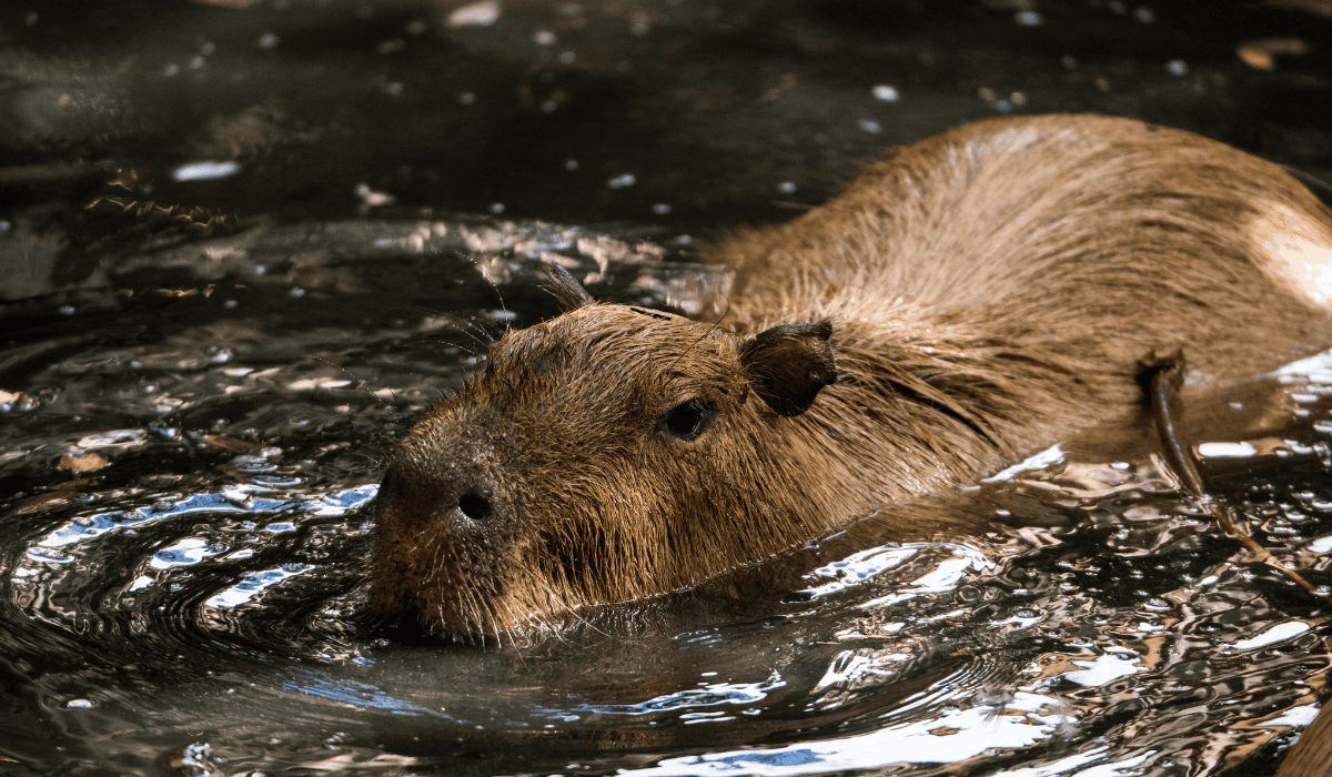 A capybara swimming in a stream.