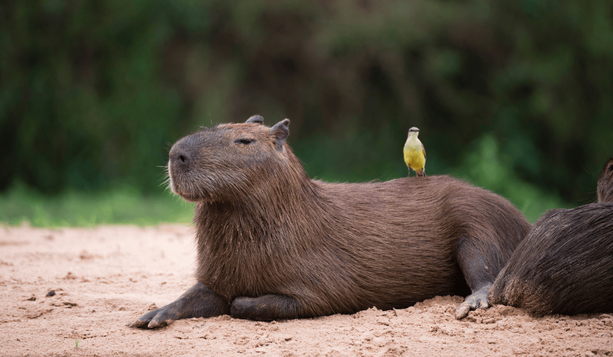 A capybara resting with a bird on their back.