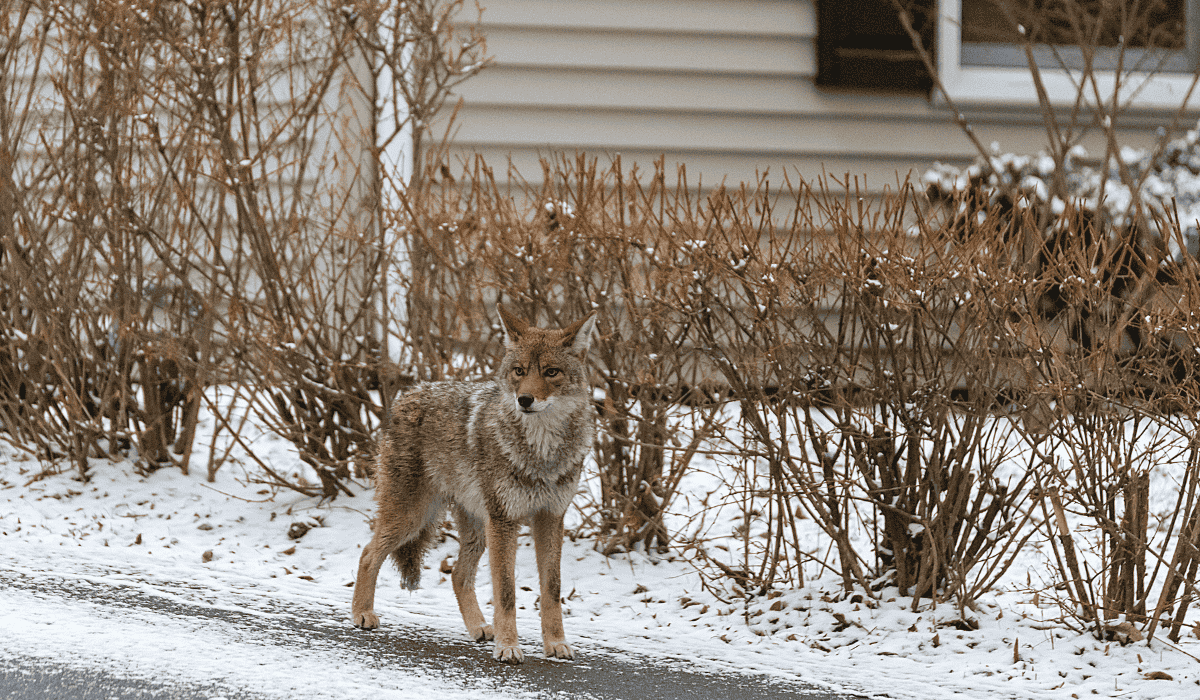 A coyote standing on a residence's driveway in the snow.