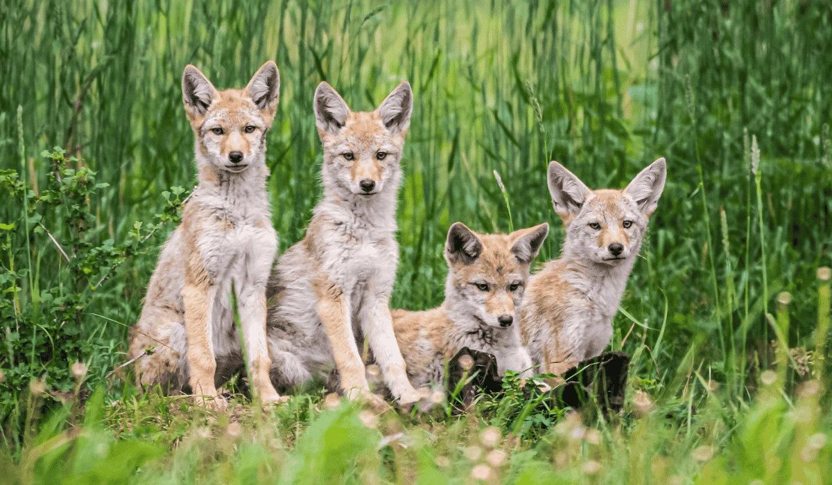 A group of coyote pups in the wild.