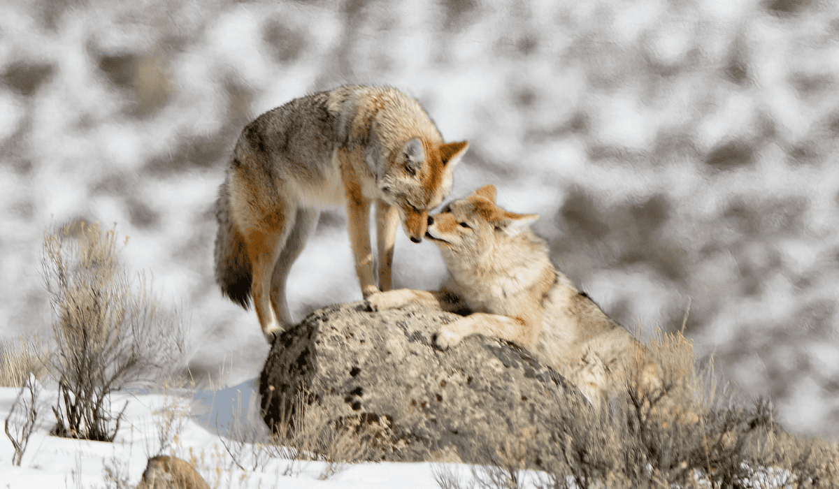 Two coyote mates nuzzling each other in the snowy tundra.