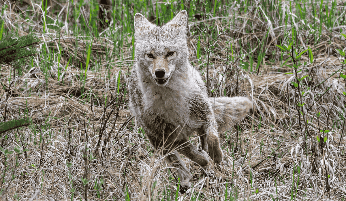 A scared coyote running away.