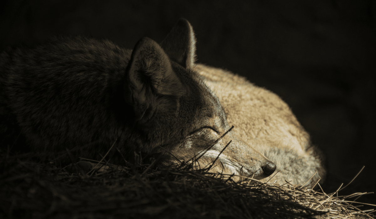A coyote sleeping curled up in a dark, safe place.