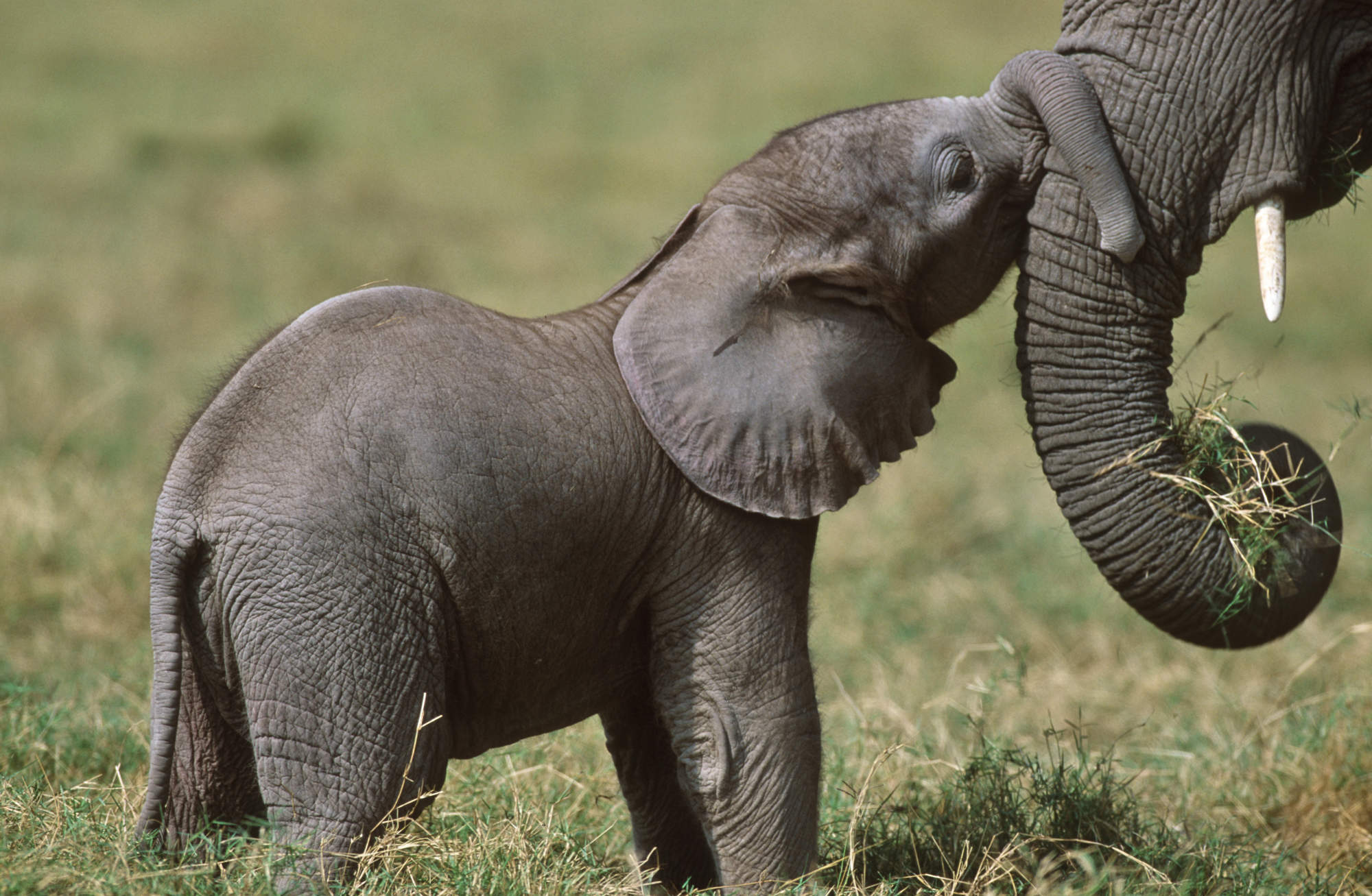 Elephant baby cuddling their mother's trunk.