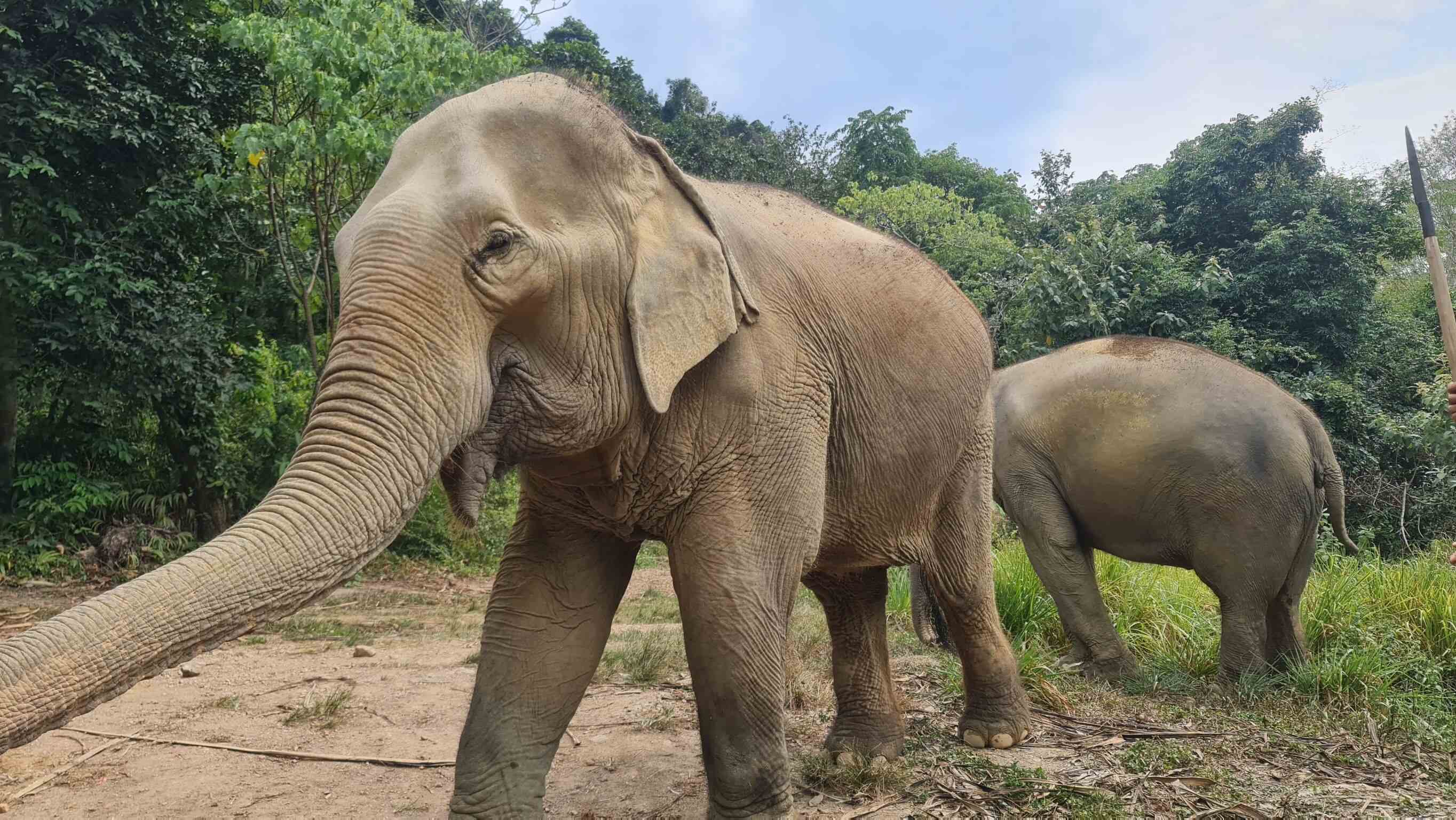Elephants in a sanctuary in Asia.